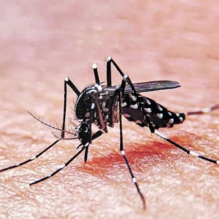 Dengue: Hay más de 78 mil casos en la Provincia y 56 municipios en brote