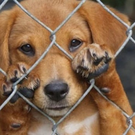 Porqué hay que modificar la Ley contra el maltrato y crueldad animal