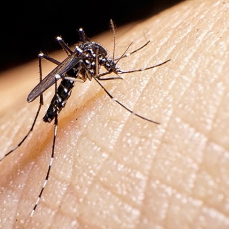 El Gobierno confirmó la vacuna contra el dengue