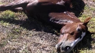 Pilar: aparecen caballos y pájaros muertos en un campo de soja