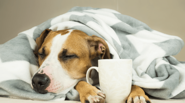 Temperaturas bajas, cuidados altos: cómo mantener saludables y abrigadas a las mascotas durante la época invernal
