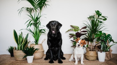 Mascotas: 8 plantas tóxicas que pueden afectar la salud de perros y gatos