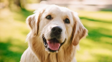 Los perros son capaces de asociar palabras con objetos: ¿lo sabías?