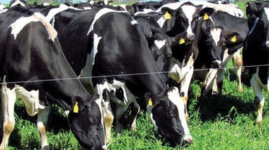 Agroindustria destacó un estudio sobre influencia de la vacuna contra la aftosa