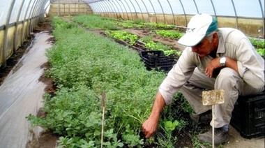 La Plata: lanzan programa para ofrecer productos del cordón frutihortícola