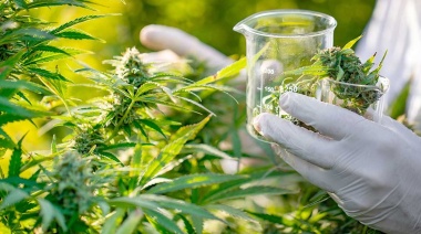 Diputados avanzó con el proyecto que regula la producción de cannabis medicinal