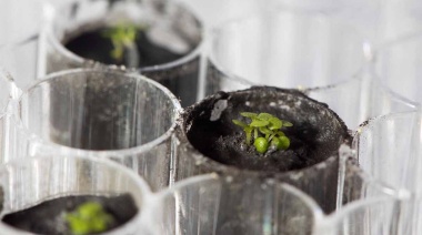 Logran cultivar plantas en suelos traídos de la Luna