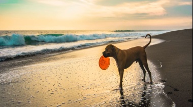 Verano con mascotas: dos playas pet friendly con actividades junto al mar