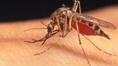 Alerta en Pergamino por brote de Dengue y Chikungunya