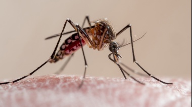Dengue: Avanzan con éxito en el desarrollo de una formulación líquida