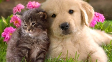 Gatos o Perros: ¿cuál vive más?