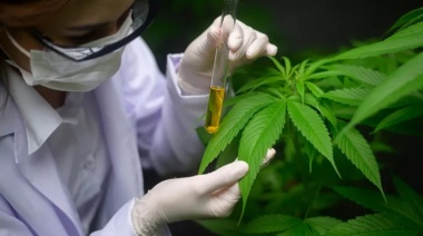 El Gobierno reglamentó la Ley de Cannabis medicinal: conocé qué se puede producir y consumir