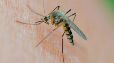 Invasión de mosquitos: el truco de la esencia de vainilla para evitar picaduras que se hizo viral en redes sociales