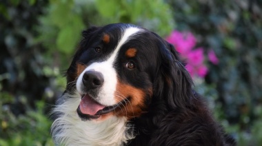 ¿Sabías por qué los perros son tan fieles?