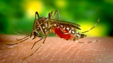 Piden informes sobre la campaña contra el dengue en PBA