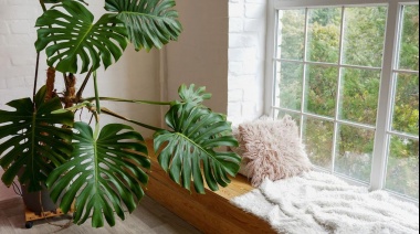Atraer prosperidad y felicidad: dónde ubicar el "árbol de la felicidad", según la influencia del Feng Shui