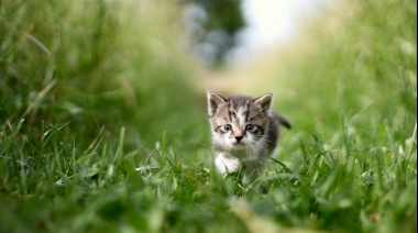 Interpretación de los sueños: qué significa soñar con gatos y cuándo es una señal de mala suerte