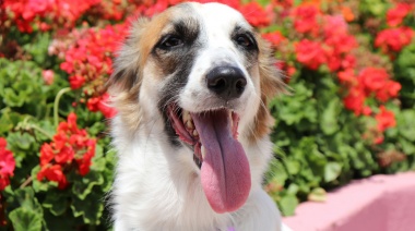 No solo es una muestra de cariño: qué significa que un perro te lama