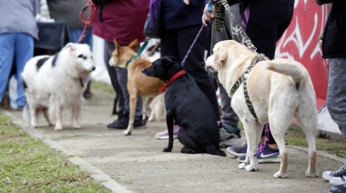 Profundizan los operativos de castración en Glew
