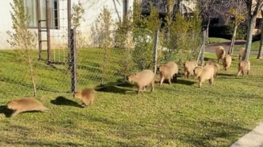 Presentan la Ley Carpincho en la legislatura bonaerense: “No solo Conan necesita protección”