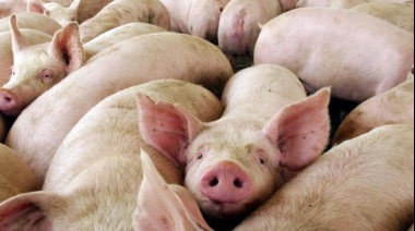 Alerta por nuevo brote: qué es la triquinosis, la enfermedad que preocupa a Buenos Aires