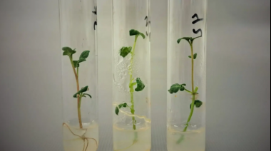 El INTA Balcarce avanza en el desarrollo de una papa que optimiza el uso del agua