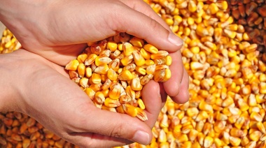 Crean una nueva variedad de maíz amarillo ideal para harinas apta para celíacos