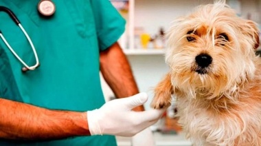 Mar del Plata lanzó una campaña para promover la donación de sangre de mascotas