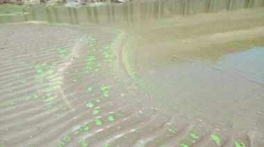 Alerta naranja por Cianobacterias en seis municipios bonaerenses
