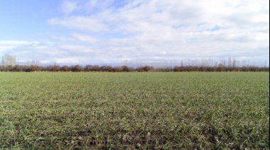 Nación avaló la emergencia agropecuaria para unos 50 distritos bonaerenses