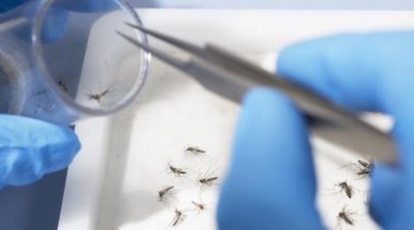 Alerta dengue: Advierten que las mutaciones del mosquito resisten las fumigaciones