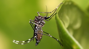 Provincia alerta por el primer caso de dengue autóctono de la temporada