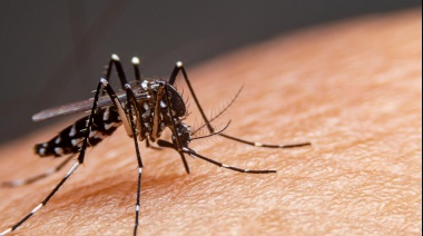 Dengue: detectaron los primeros casos autóctonos en el AMBA