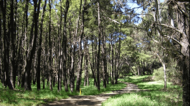 Un secreto de la Costa Atlántica: dónde queda el enigmático bosque que cautiva por sus energías