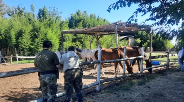 Escobar: clausuraron preventivamente el sector hípico de Haras Santa María