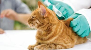 Vacuna de longevidad para gatos: ¿qué es y cómo funciona?