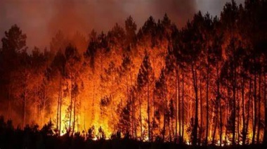 En medio de los incendios en el país, renunció la subsecretaria de Ambiente