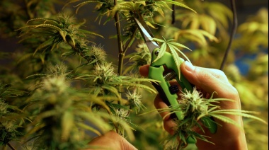 Eliminarán los permisos para cultivar marihuana medicinal