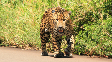 Orgullo nacional: los 4 animales que fueron declarados "monumentos naturales" en Argentina