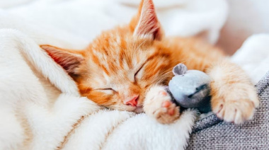 Más allá de la ternura: ¿por qué los gatos eligen dormir en la punta de la cama?