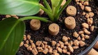 Por qué recomiendan poner corchos en la tierra de las plantas y para qué sirve, según los expertos