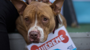 Maltrato animal: La Plata retoma un modelo judicial especializado para combatirlo