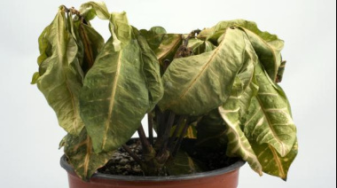 Cómo “revivir” una planta moribunda: consejos y paso a paso para darle una segunda vida a tu jardín