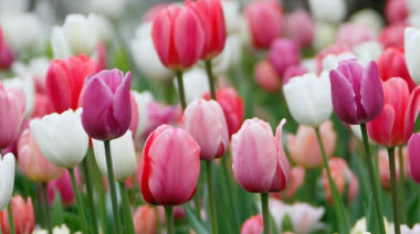 Cuánto cuesta el paseo en globo aerostático sobre el campo de tulipanes de Trevelin, el más famoso de la Patagonia