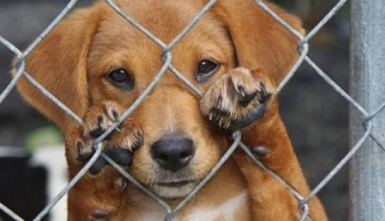 Porqué hay que modificar la Ley contra el maltrato y crueldad animal