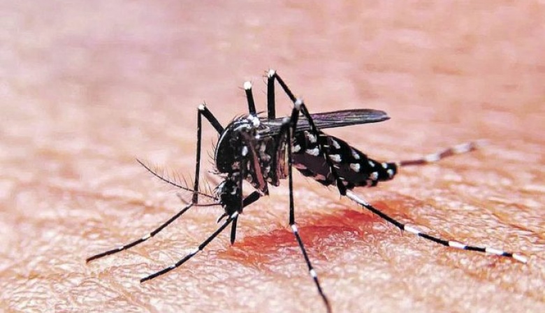 Dengue: Hay más de 78 mil casos en la Provincia y 56 municipios en brote