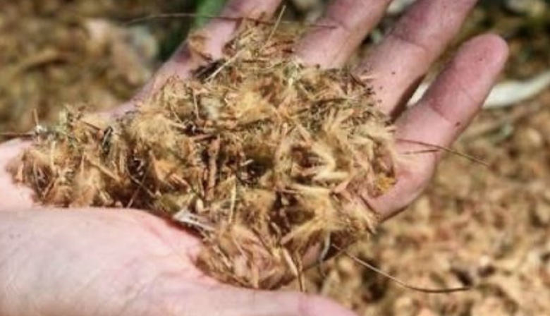 Proponen prohibir la plantación de plátanos en La Plata por sus efectos en la salud