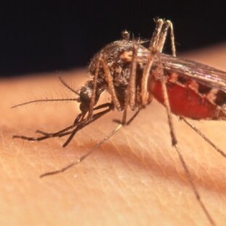 Alerta en Pergamino por brote de Dengue y Chikungunya
