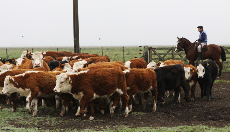 ¿Se viene aumento de la carne?: “Hay que dar incentivos concretos al productor”