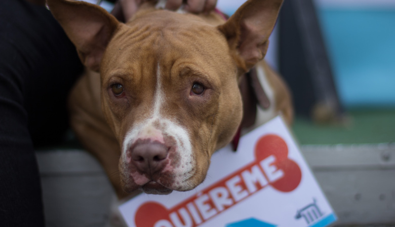 Maltrato animal: La Plata retoma un modelo judicial especializado para combatirlo